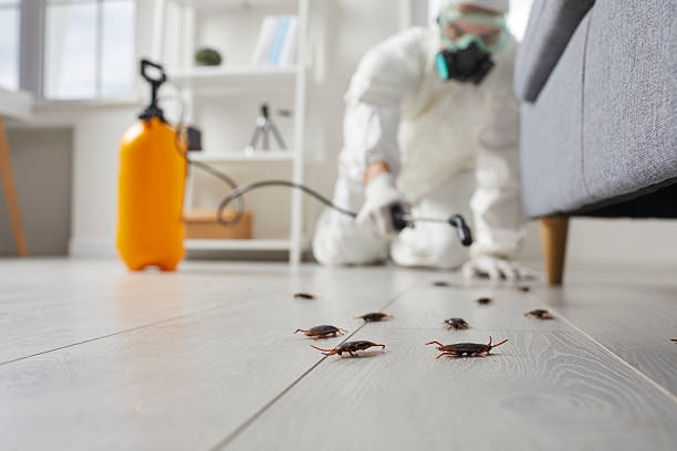 Commercial Rodent Management in Lake of the Woods